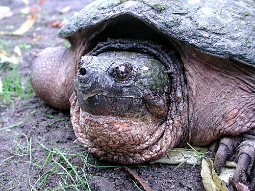 Snapping turtle at Mer Bleue. Photo Eric Fletcher October 2003.